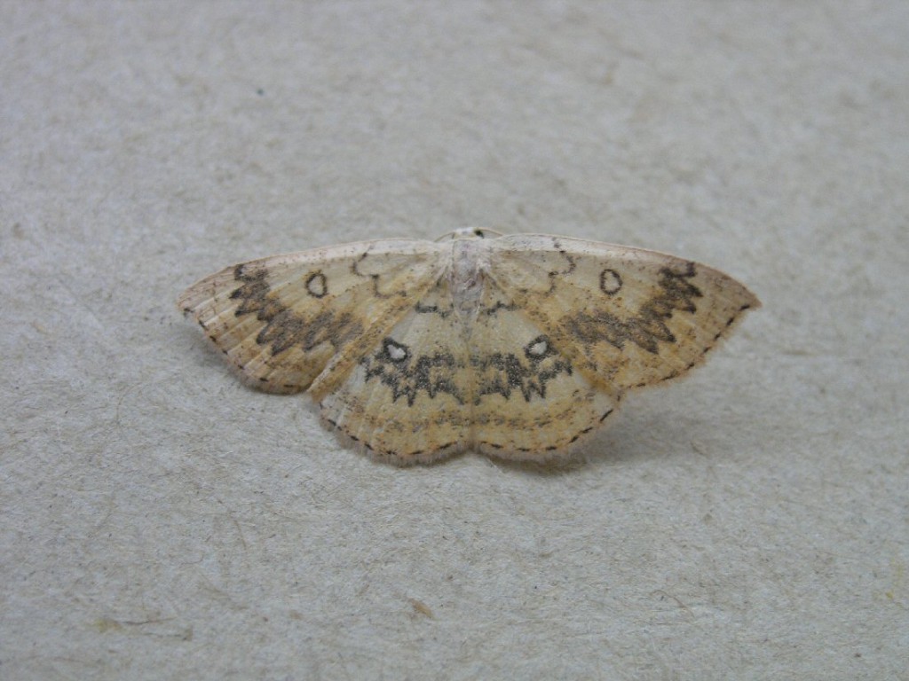 The Mocha (Cyclophora annularia)