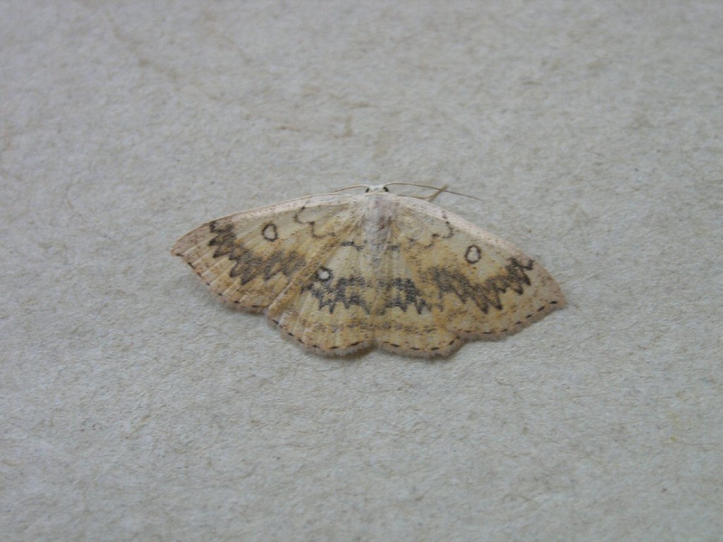 The Mocha (Cyclophora annularia)