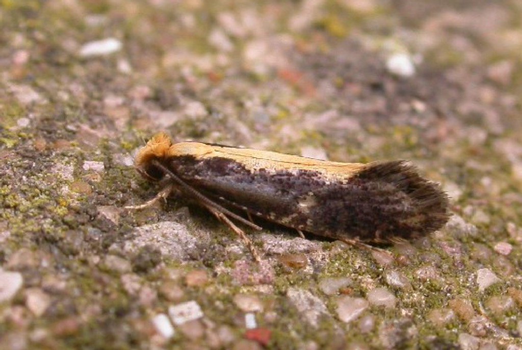 (Monopis obviella)