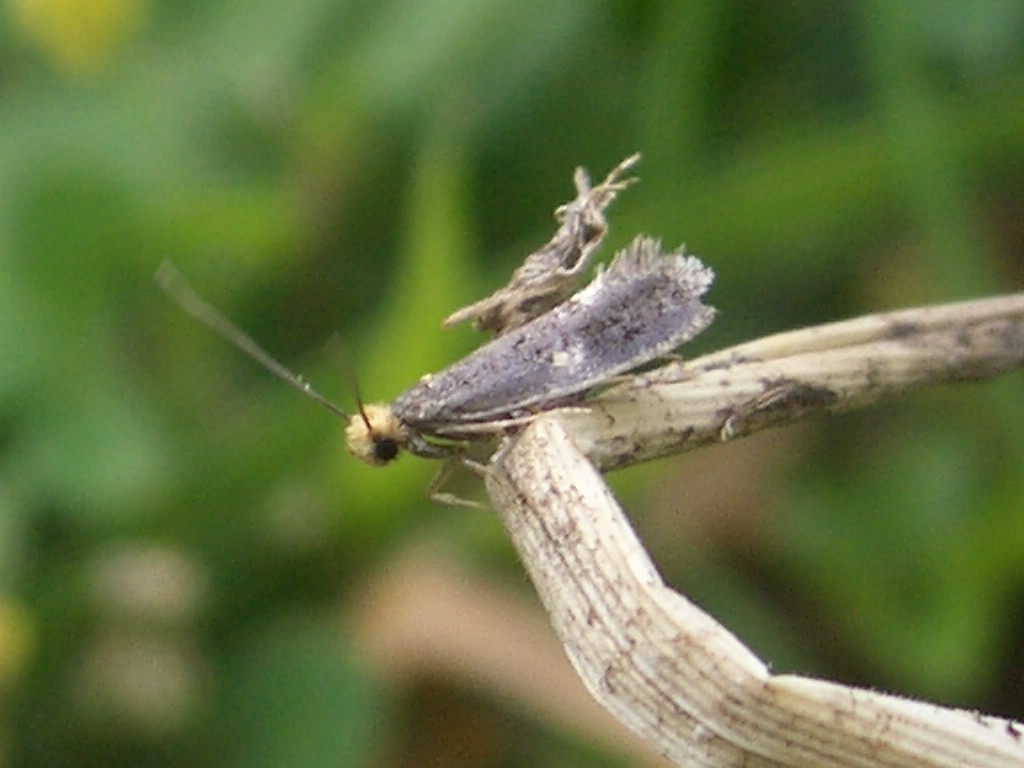 (Monopis weaverella)