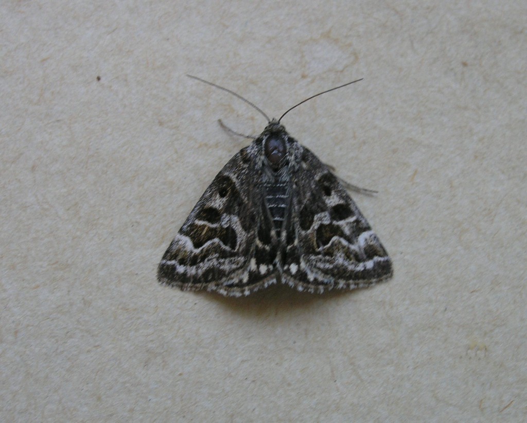 Mother Shipton (Euclidia mi)