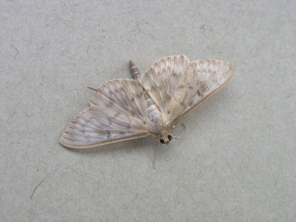Mother of Pearl (Pleuroptya ruralis)