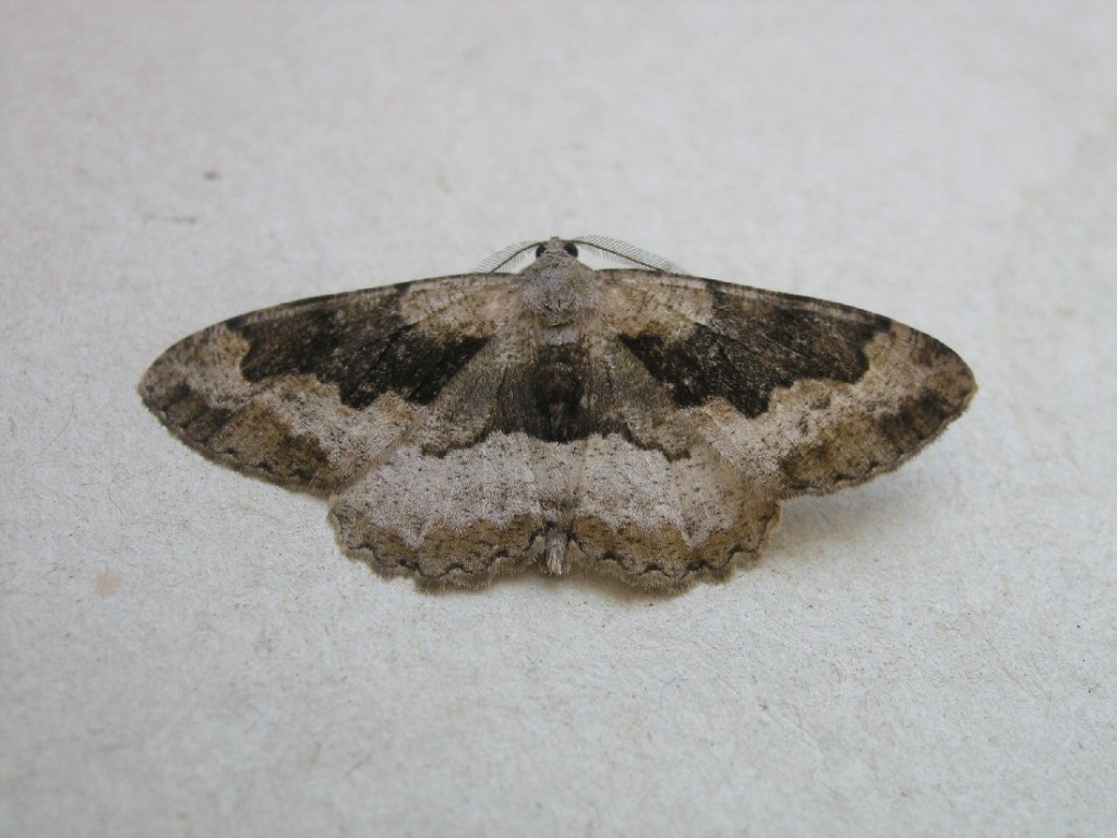 Mottled Beauty (Alcis repandata)