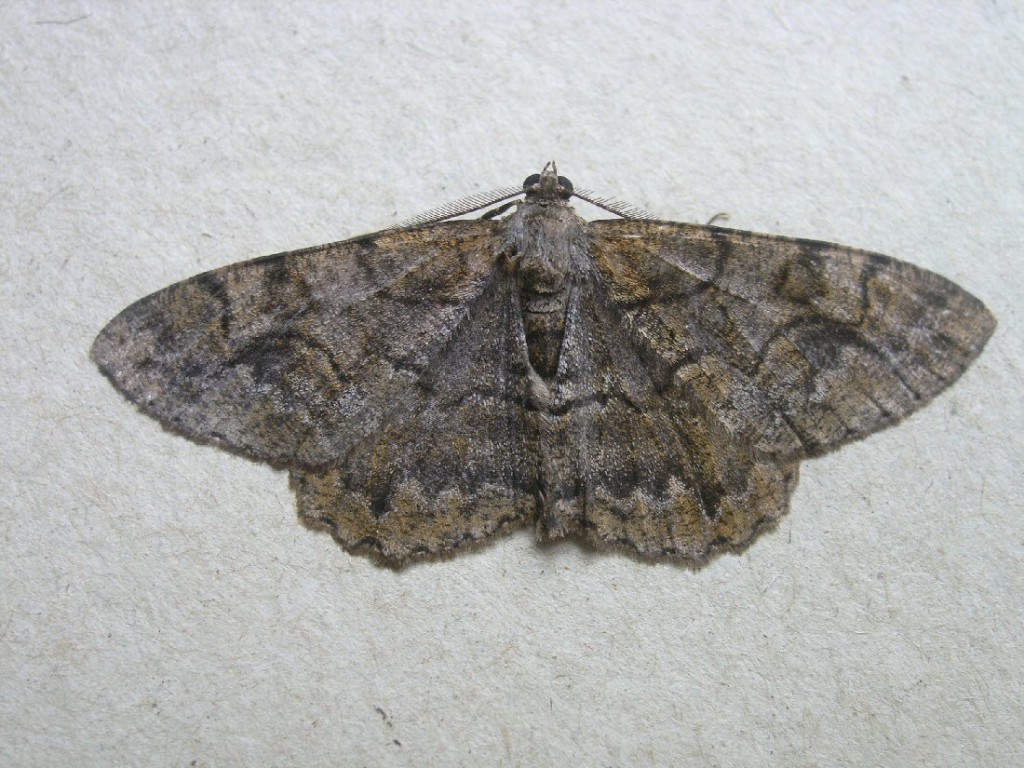 Mottled Beauty (Alcis repandata)