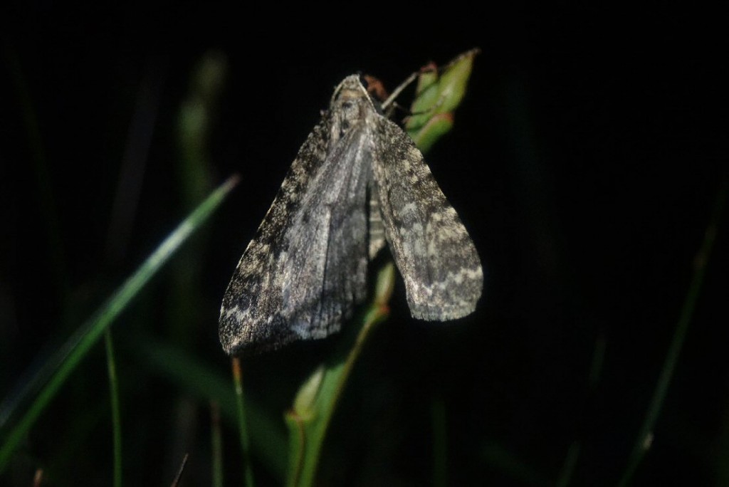 Mottled Grey (Colostygia multistrigaria)