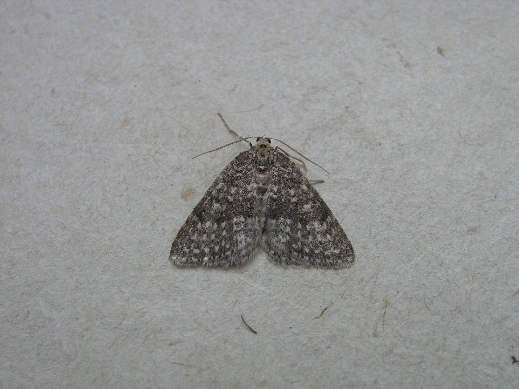 Mottled Grey (Colostygia multistrigaria)