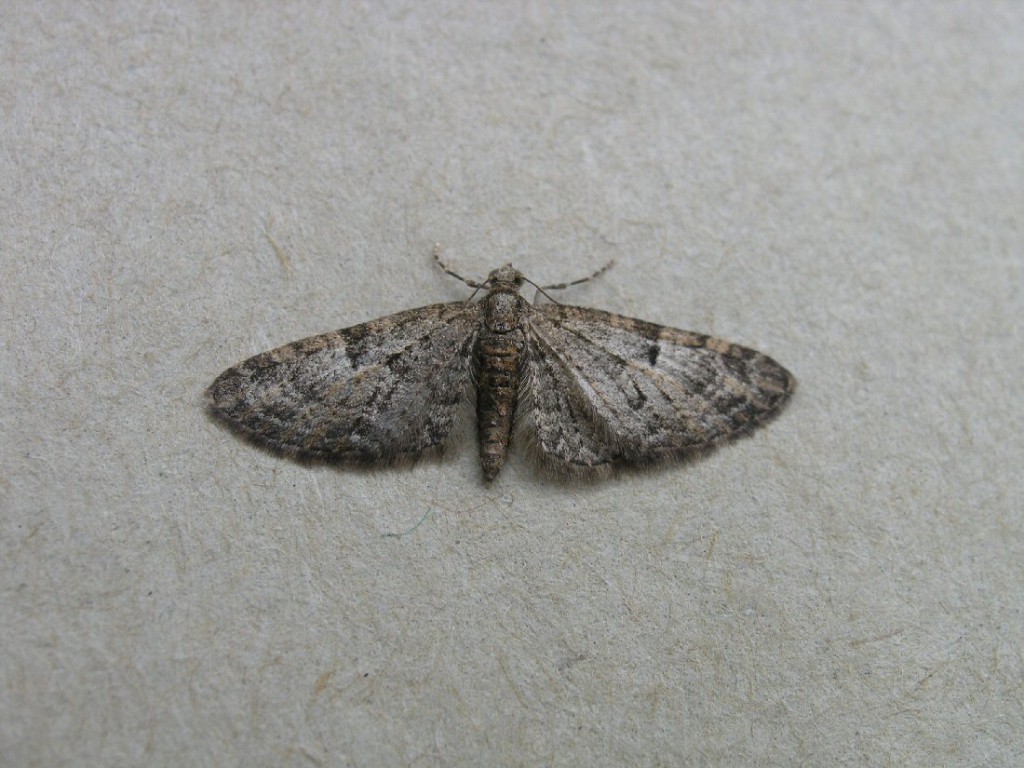Mottled Pug (Eupithecia exiguata)