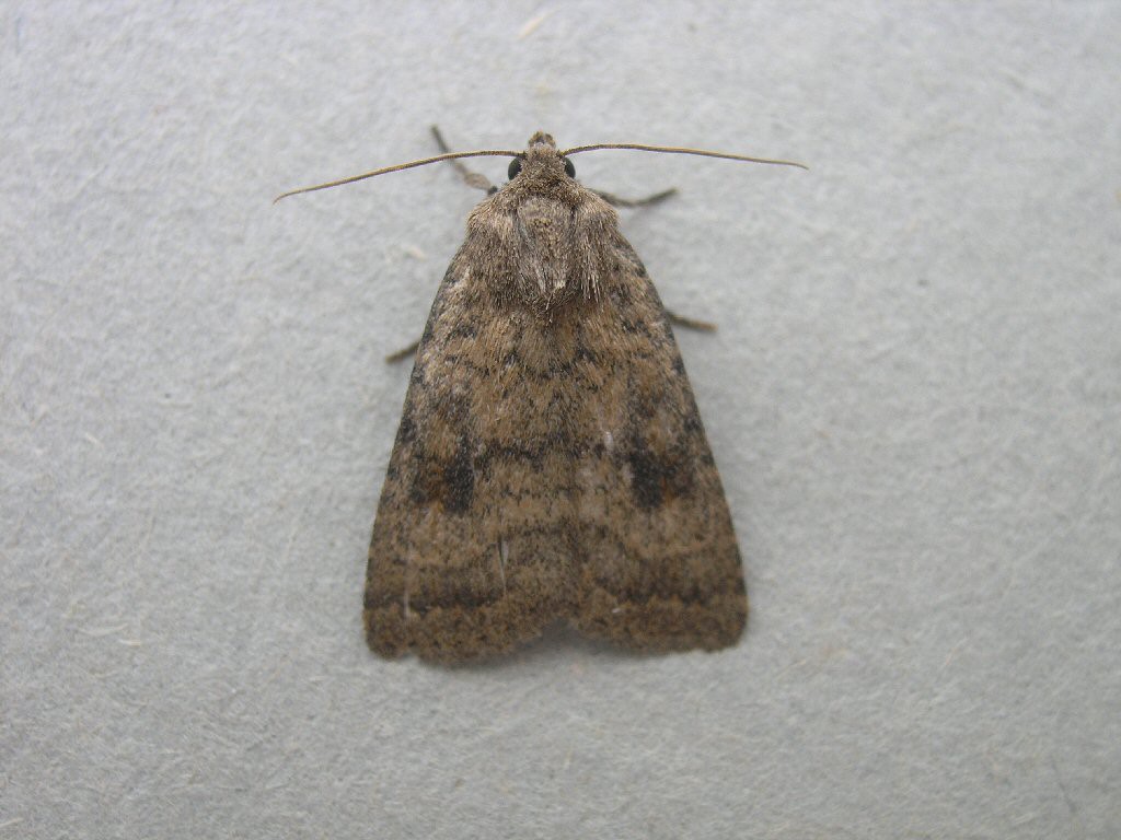 Mottled Rustic (Caradrina morpheus)