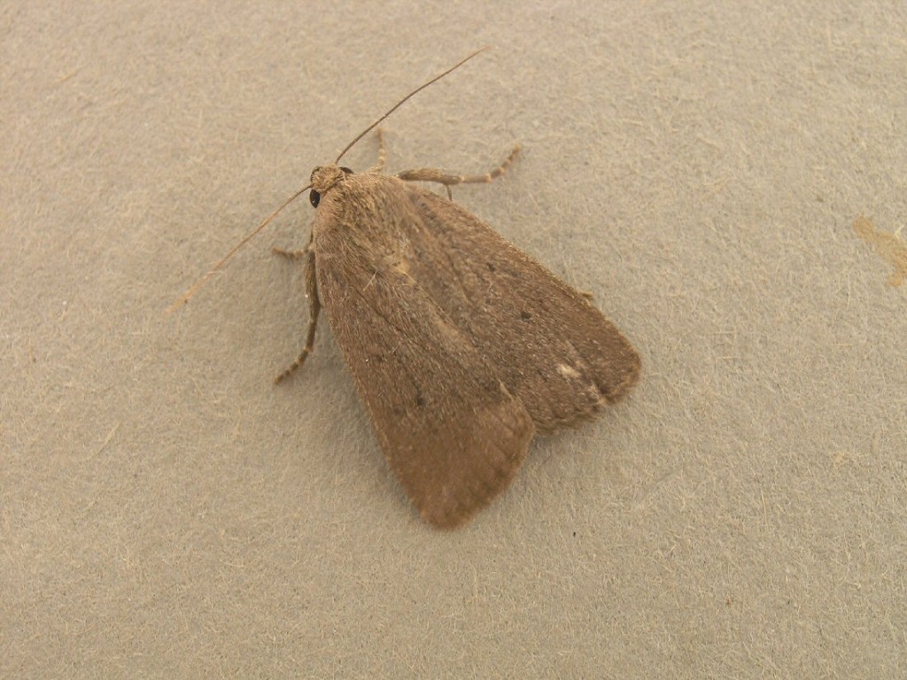 Mouse Moth (Amphipyra tragopoginis)