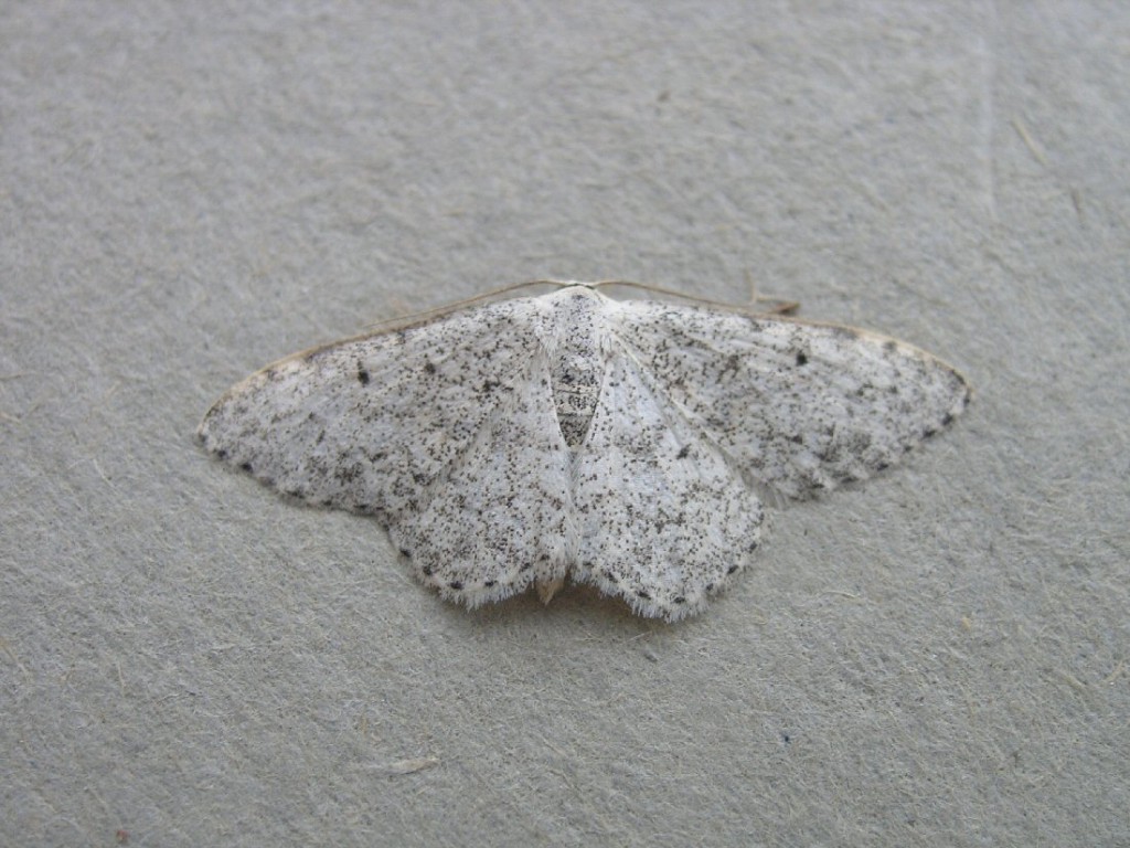 Mullein Wave (Scopula marginepunctata)