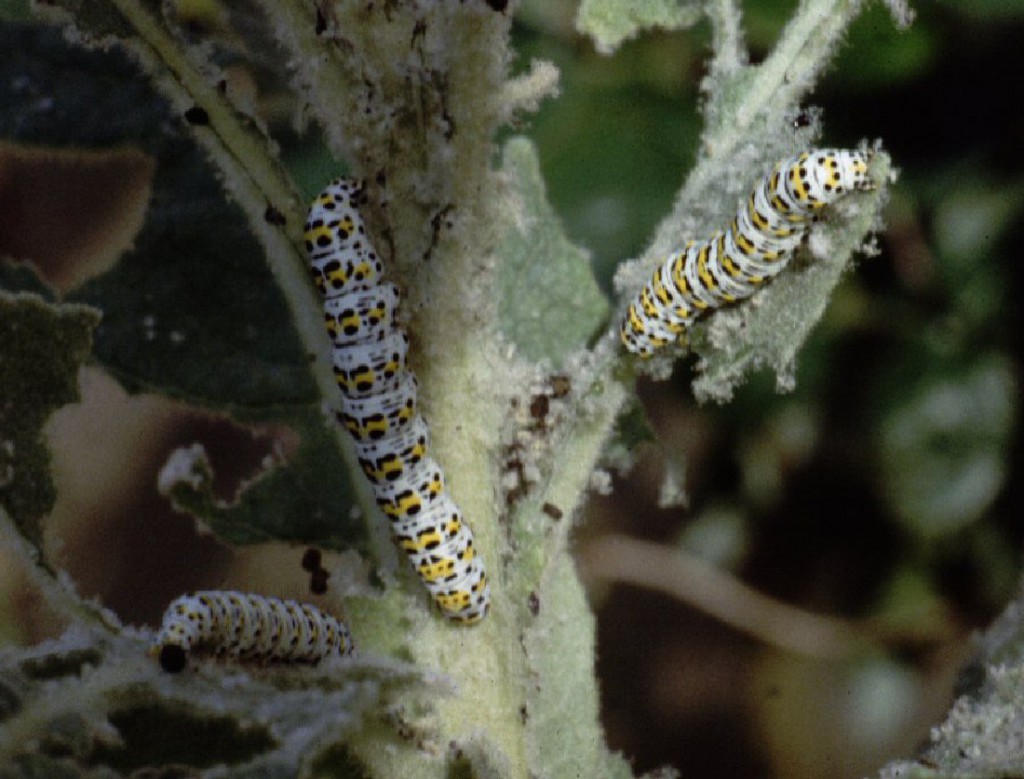 The Mullein (Cucullia verbasci)