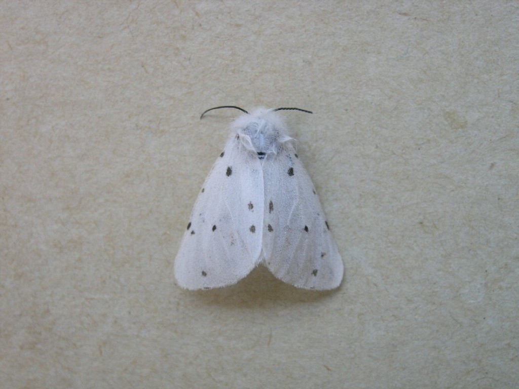 Muslin Moth (Diaphora mendica)