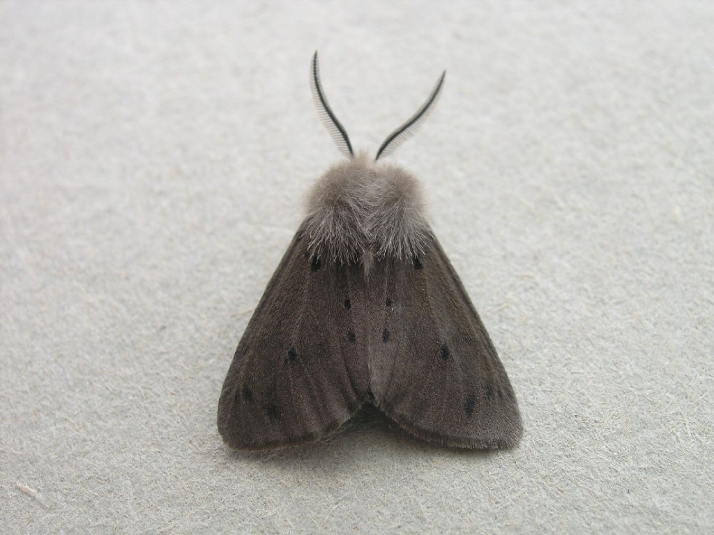 Muslin Moth (Diaphora mendica)