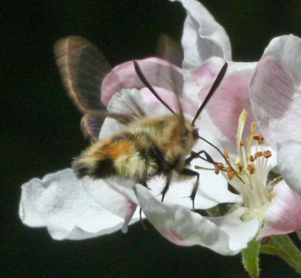 Narrow-bordered Bee Hawk-moth (Hemaris tityus)