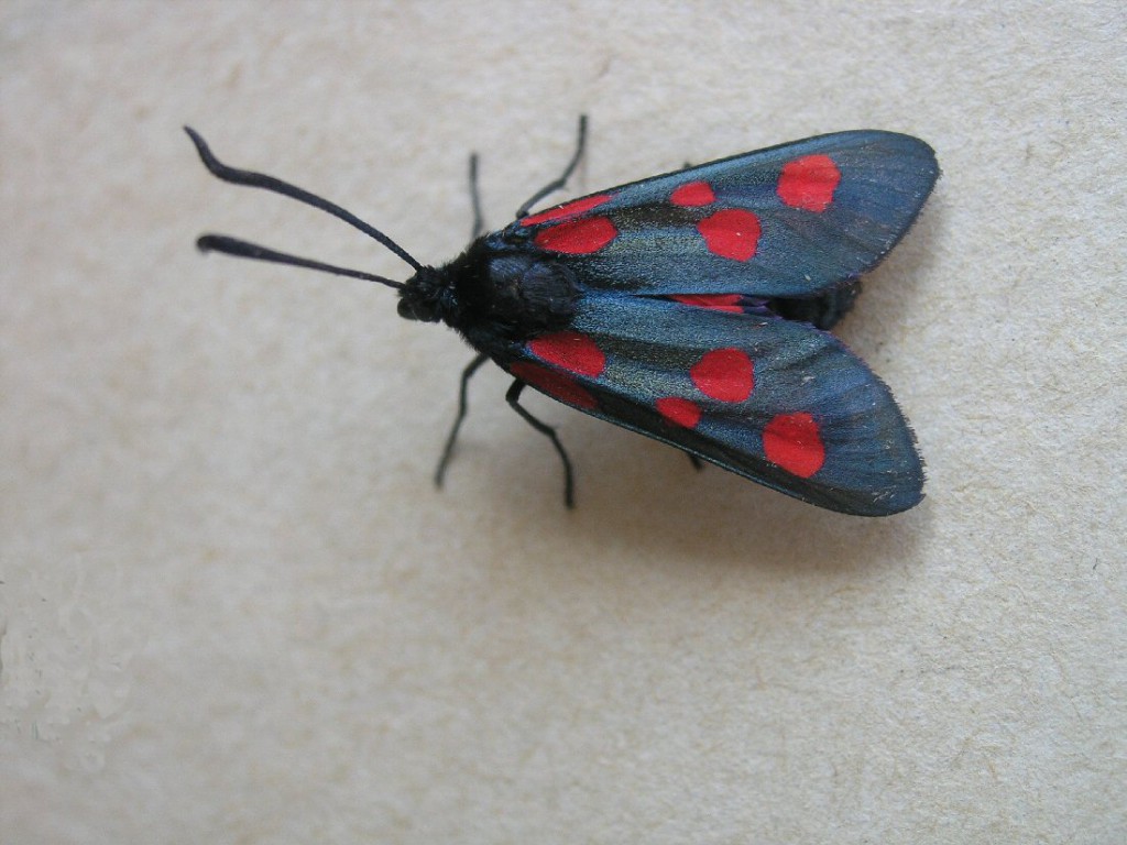 Narrow-bordered Five-spot Burnet (Zygaena lonicerae)