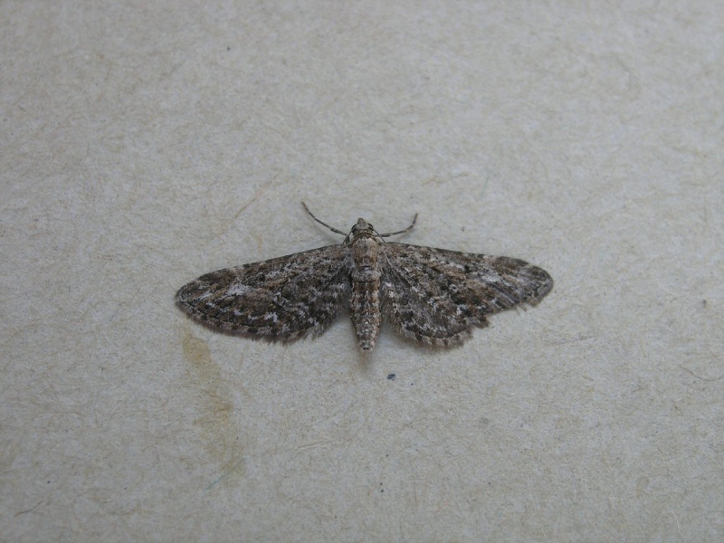 Narrow-winged Pug (Eupithecia nanata)