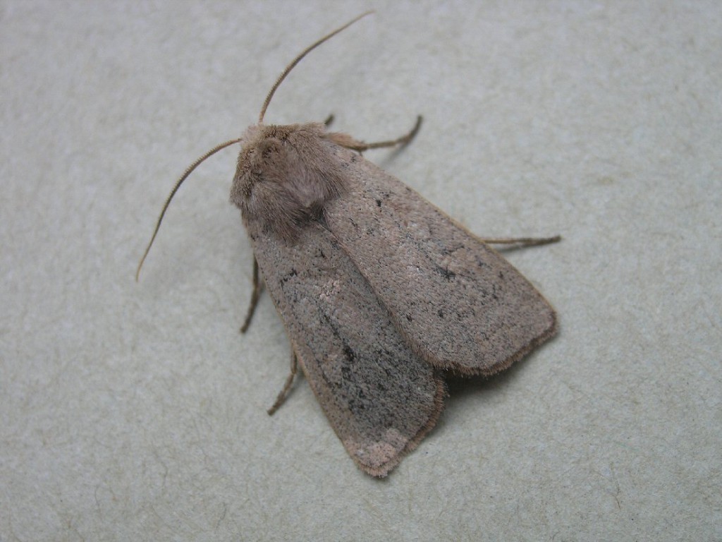 Neglected Rustic (Xestia castanea)