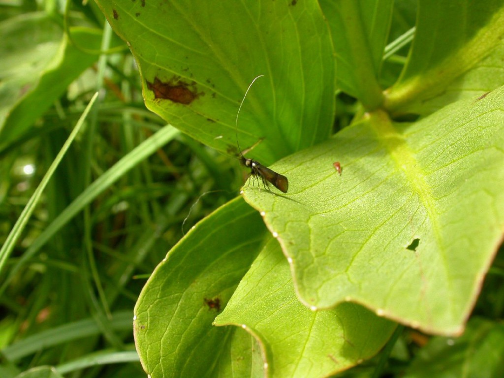 (Nemophora minimella)