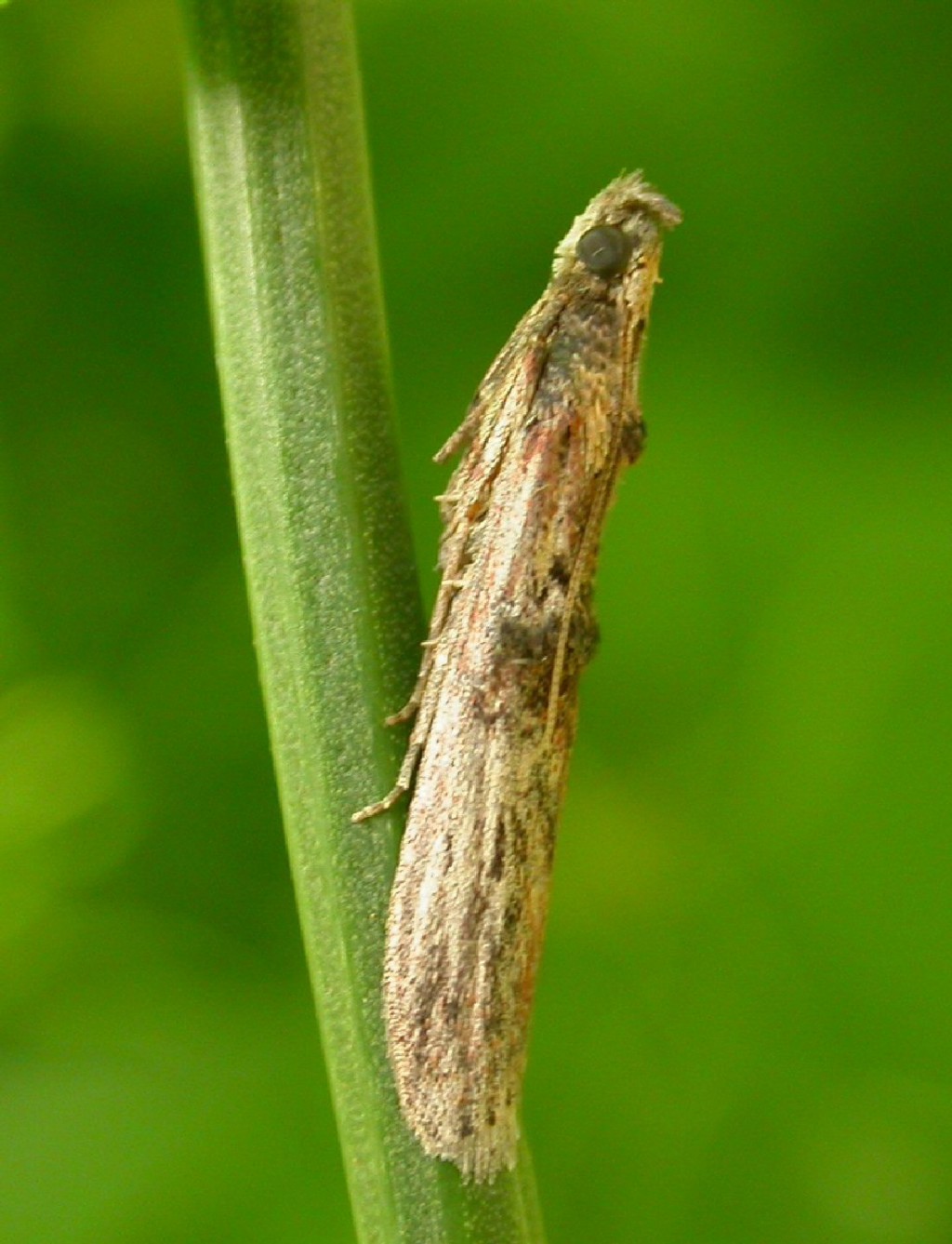 (Nephopterix angustella)