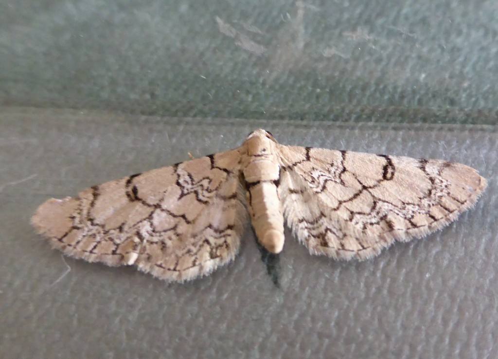 Netted Pug (Eupithecia venosata)