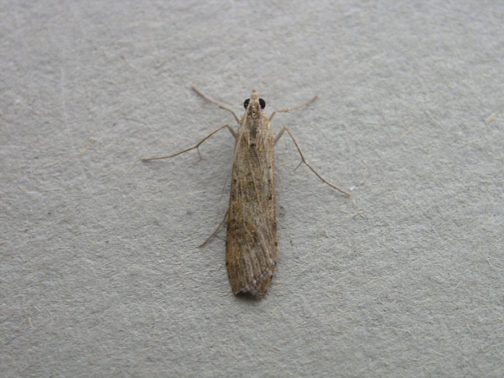 Rush Veneer (Nomophila noctuella)
