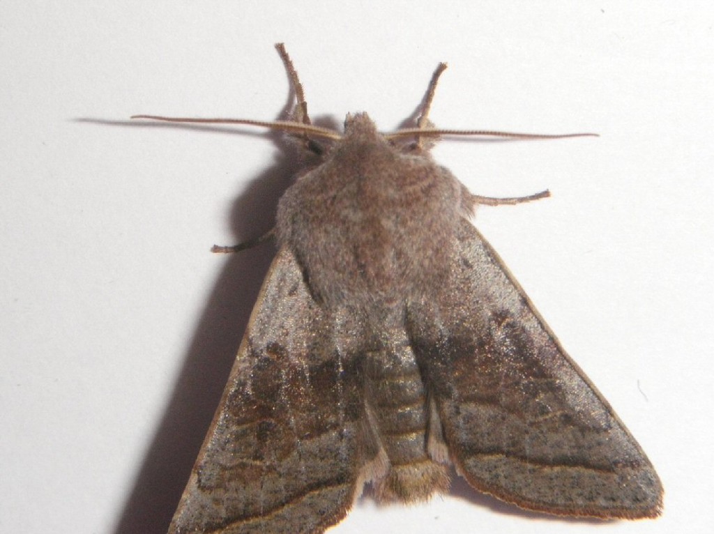 Northern Drab (Orthosia opima)