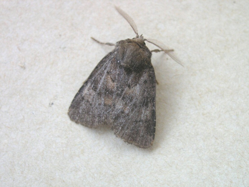 Northern Rustic (Standfussiana lucernea)