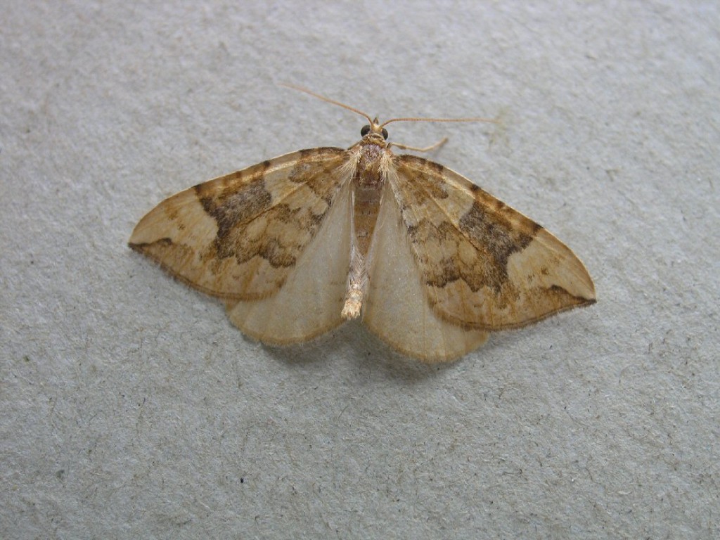 Northern Spinach (Eulithis populata)