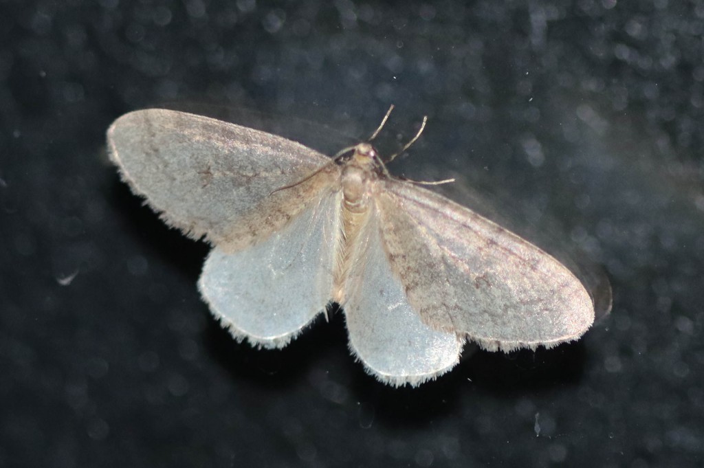 Northern Winter Moth (Operophtera fagata)