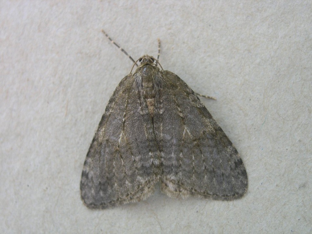 November Moth (Epirrita dilutata)