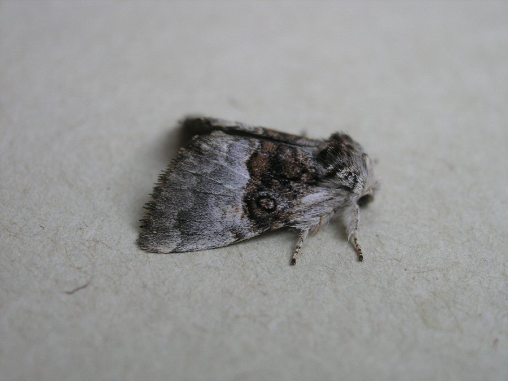 Nut-tree Tussock (Colocasia coryli)