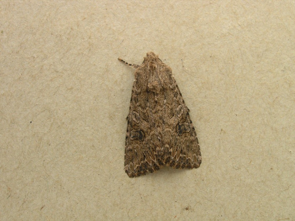 The Nutmeg (Anarta trifolii)