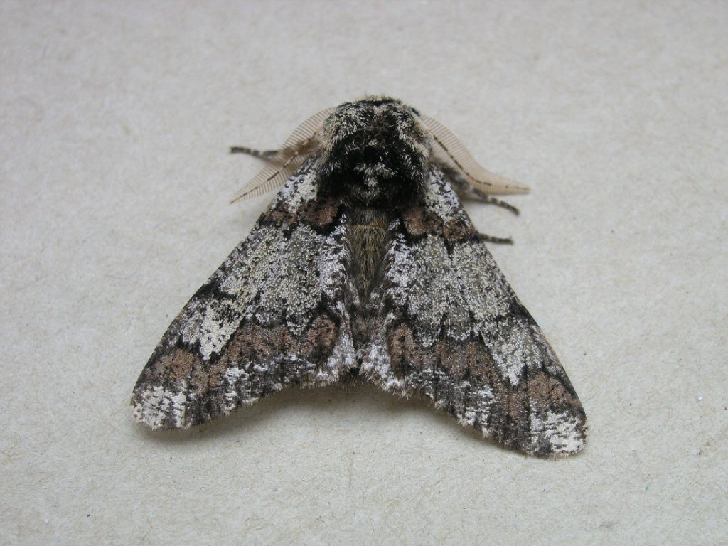 Oak Beauty (Biston strataria)