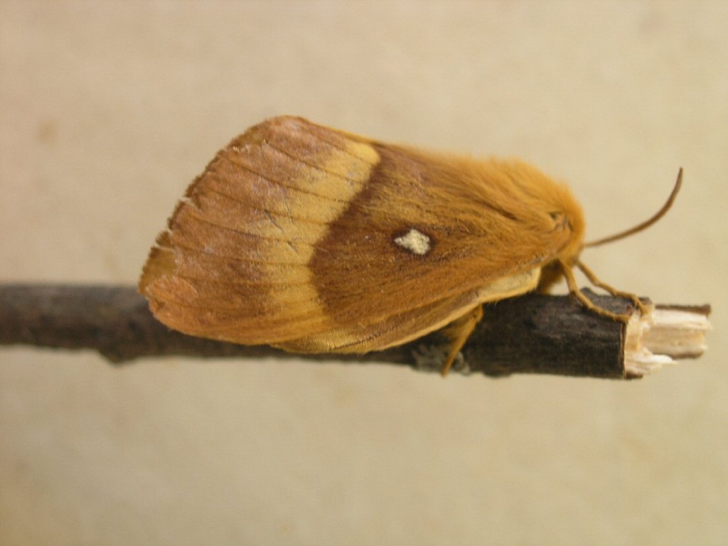 Oak Eggar (Lasiocampa quercus)