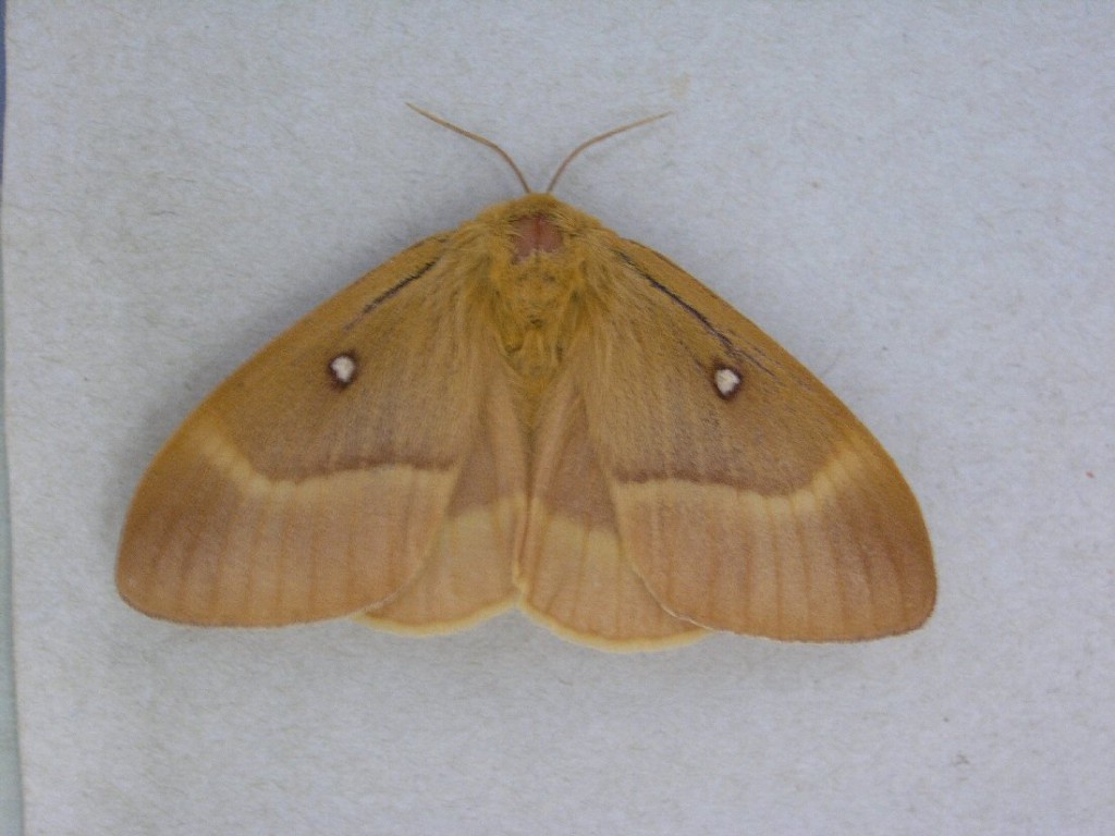 Oak Eggar (Lasiocampa quercus)