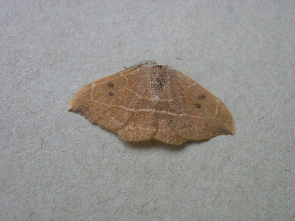 Oak Hook-tip (Watsonalla binaria)