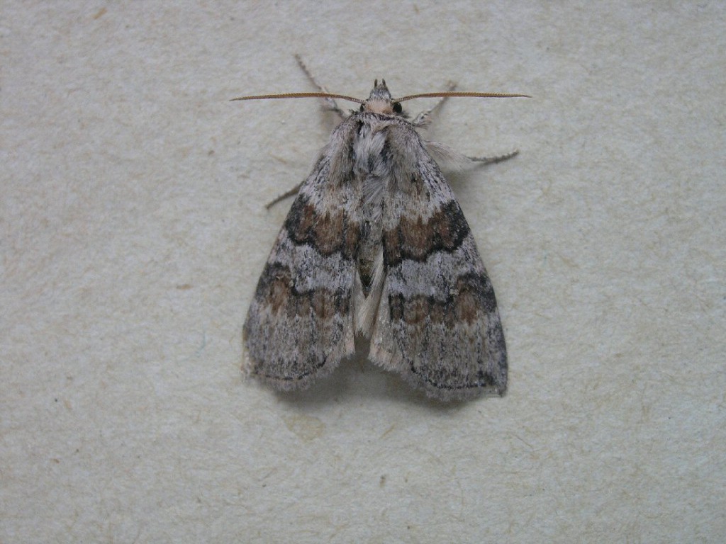 Oak Lutestring (Cymatophorina diluta)