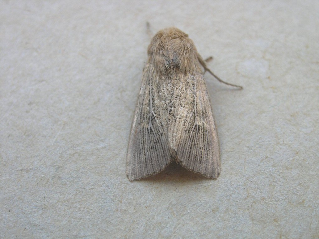 Obscure Wainscot (Leucania obsoleta)