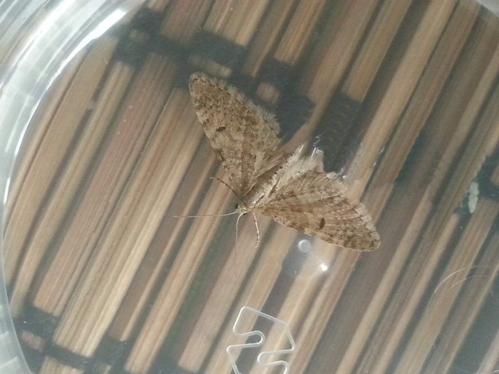 Ochreous Pug (Eupithecia indigata)