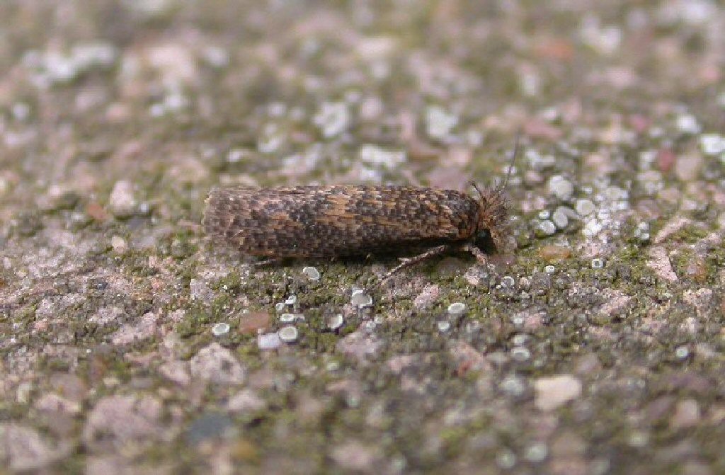 (Ochsenheimeria vacculella)