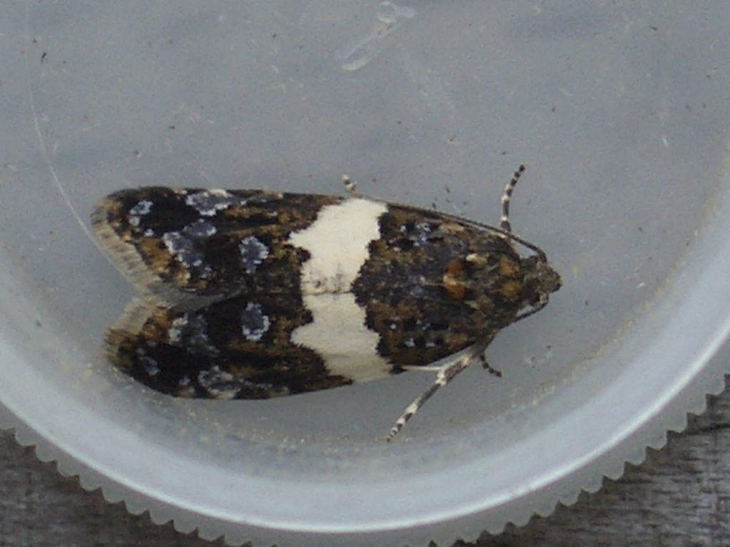 (Olindia schumacherana)