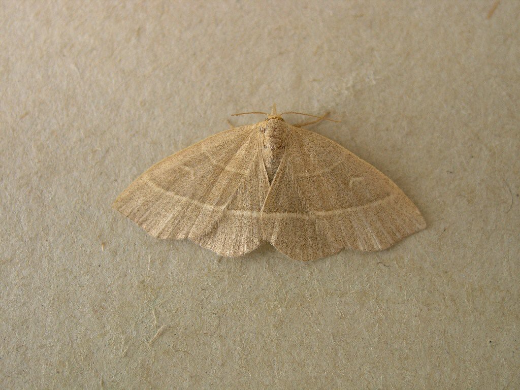 Olive Crescent (Trisateles emortualis)