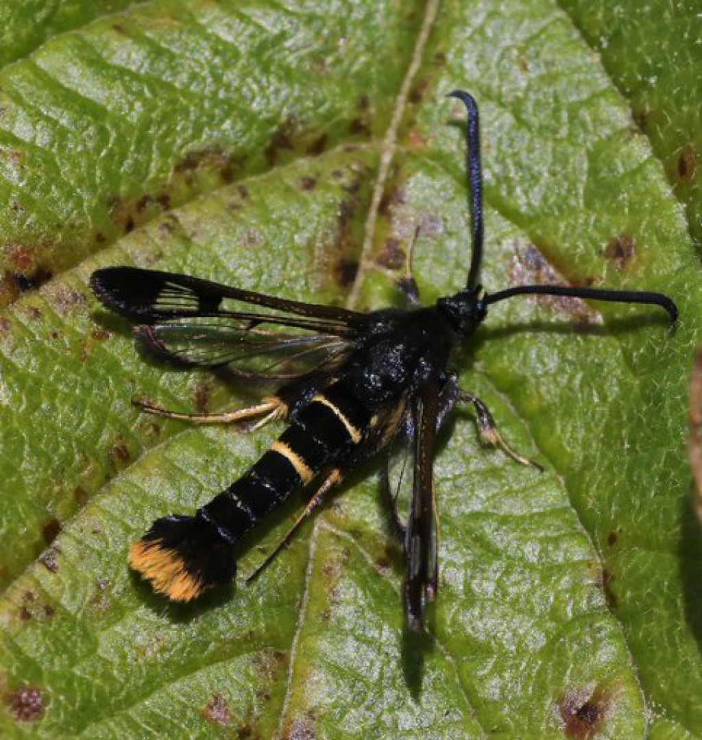 Orange-tailed Clearwing (Synanthedon andrenaeformis)