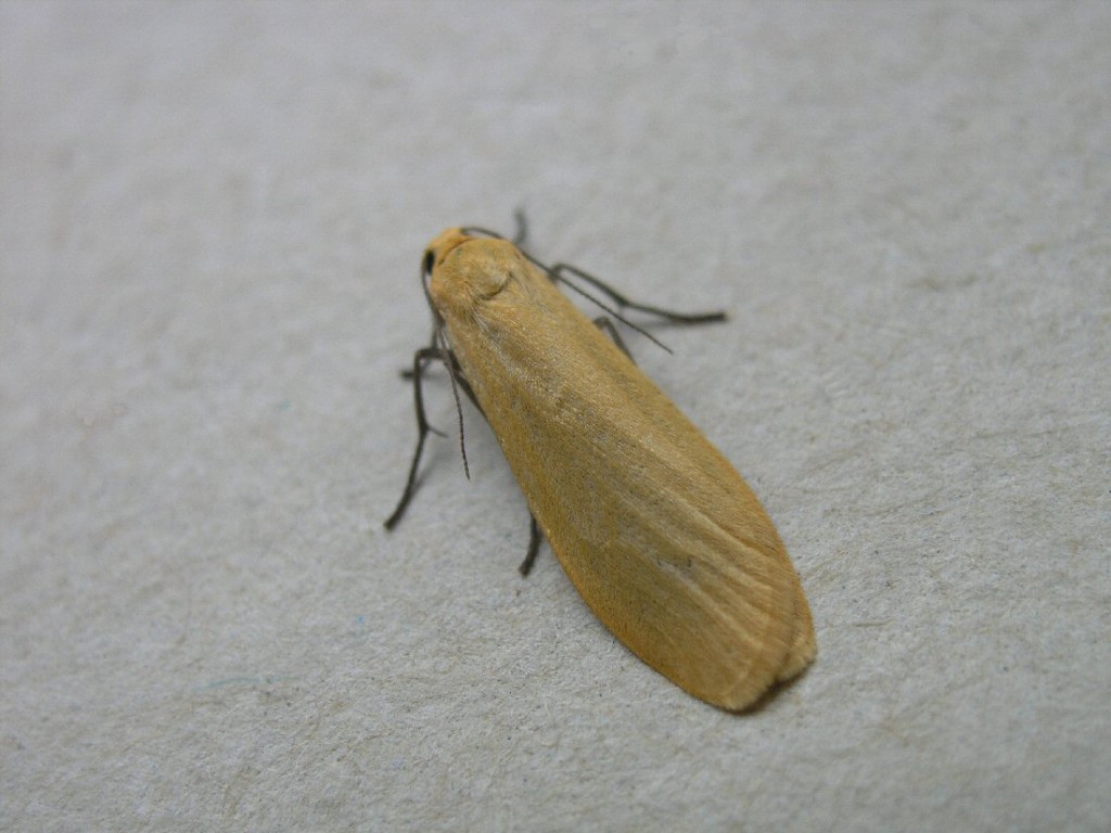Orange Footman (Eilema sororcula)