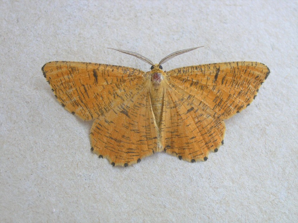 Orange Moth (Angerona prunaria)