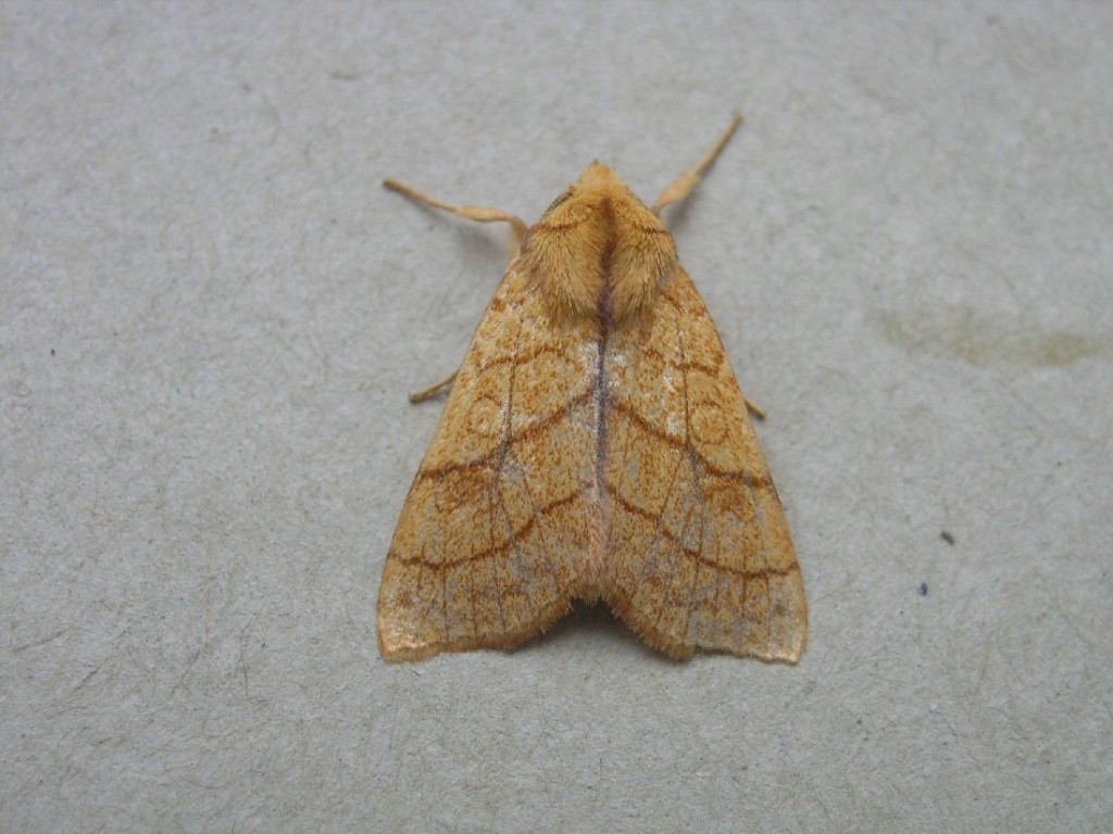 Orange Sallow (Tiliacea citrago)