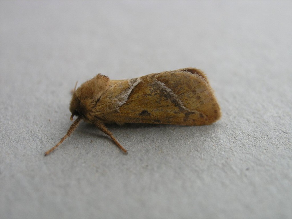 Orange Swift (Triodia sylvina)