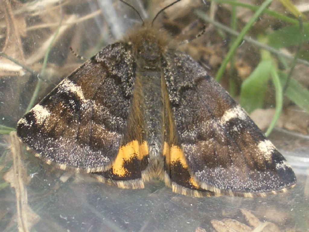 Orange Underwing (Archiearis parthenias)