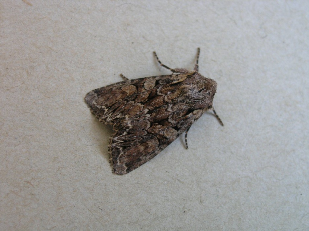 Pale-shouldered Brocade (Lacanobia thalassina)