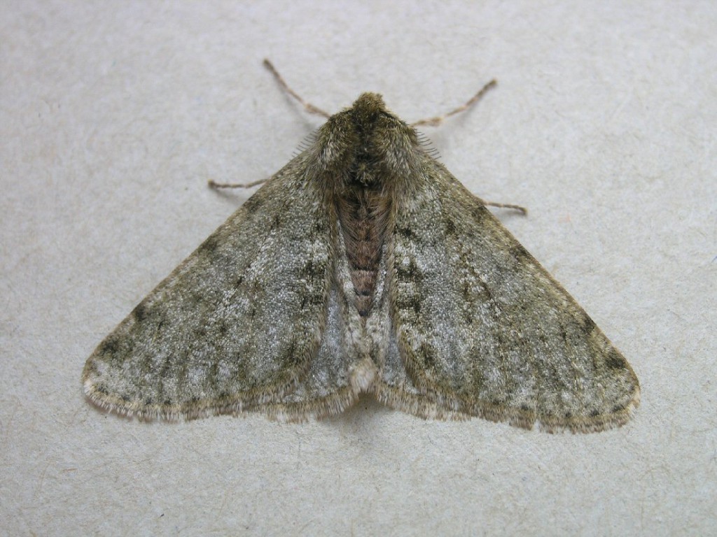 Pale Brindled Beauty (Phigalia pilosaria)